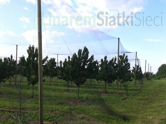 Siatki na czereśnie. Siatki ochronne na sady czereśniowe przeciw ptakom. Producent, dystrybutor i sp