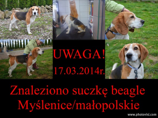 Znaleziono sunię beagle Myślenice